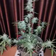 RUNTZ automatic