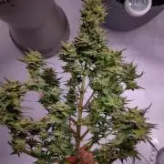 Pound Cake and Apple Strudel