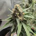 Pink Gelato
