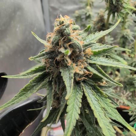 Pink Gelato
