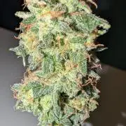 Gigabrain Auto / Anesia Seeds