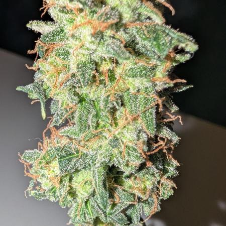 Gigabrain Auto / Anesia Seeds