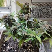Mini hiden place grow