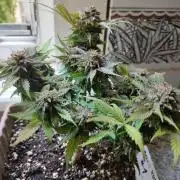 Mini hiden place grow