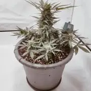 Papaya Zoap