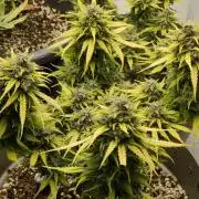 5*Autos from Fastbuds and 1 Zamnesia