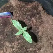 Eternity CUP 2026 / Sticky Broccoli