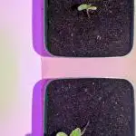 Frosty Tooth fromm Seedstockers