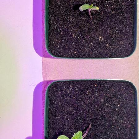 Frosty Tooth fromm Seedstockers