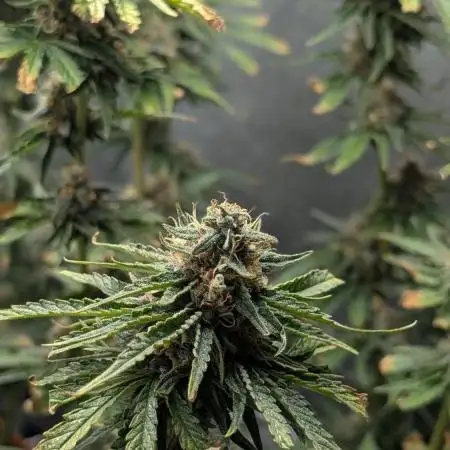 Pink Gelato