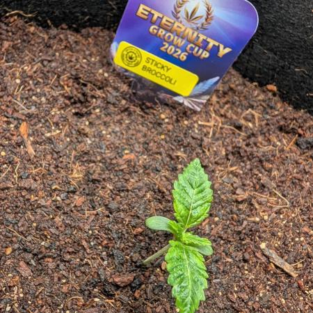 Eternity CUP 2026 / Sticky Broccoli