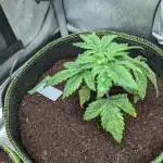Rainbow Sherbet #11