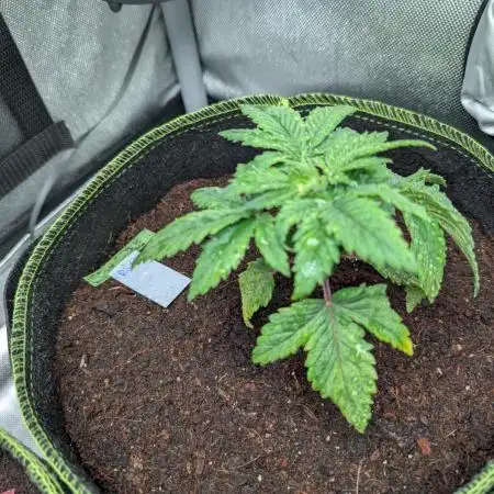 Rainbow Sherbet #11