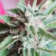 Ganja Farmer Outdoor die 1.