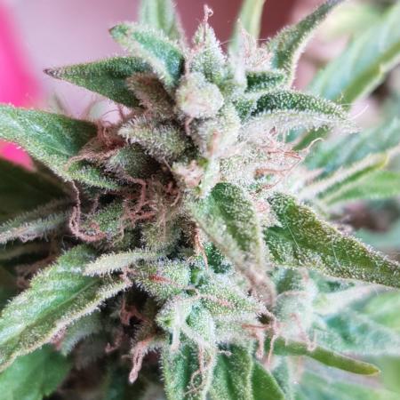 Ganja Farmer Outdoor die 1.