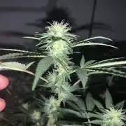 Super Skunk Flower