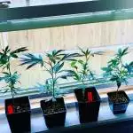 Gorilla Glue Veg