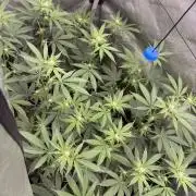 MannyT Mountaintop Mint Cut