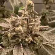 Ripper seeds Zake