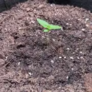 Home Grow #1 Lemon Cherry Cookies Auto - Fast Buds