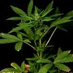 Sour Jealousy Auto