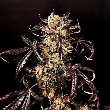 Opium Auto
