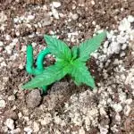 Sour Jealousy Auto