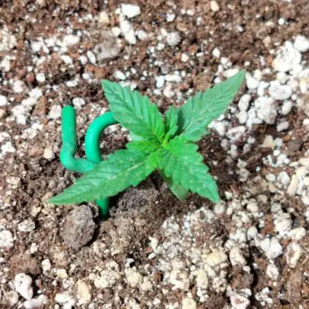 Sour Jealousy Auto