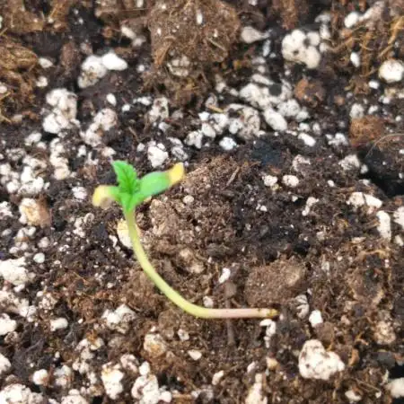 Opium Auto