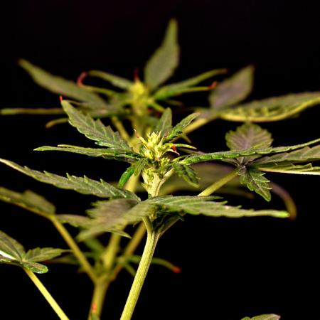 Jet Fuel Mandarine Auto