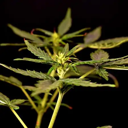 Jet Fuel Mandarine Auto
