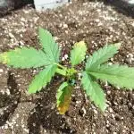 Jet Fuel Mandarine Auto