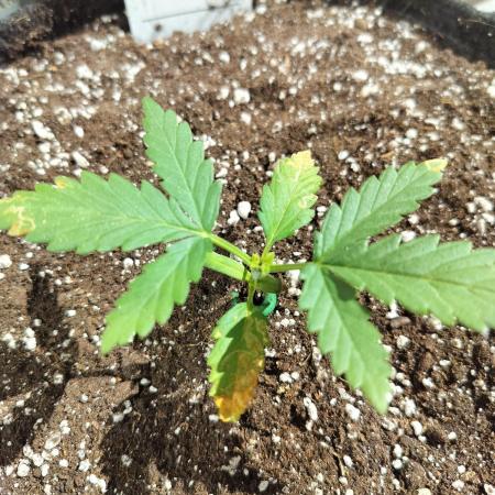 Jet Fuel Mandarine Auto