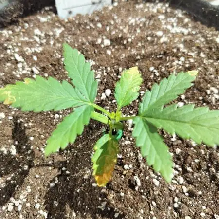 Jet Fuel Mandarine Auto