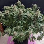 Cherry Cola by FastBuds