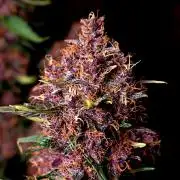 3 Delicious Fast Buds Outdoor Autos