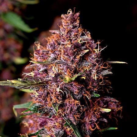 3 Delicious Fast Buds Outdoor Autos