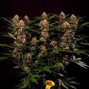 3 Delicious Fast Buds Outdoor Autos