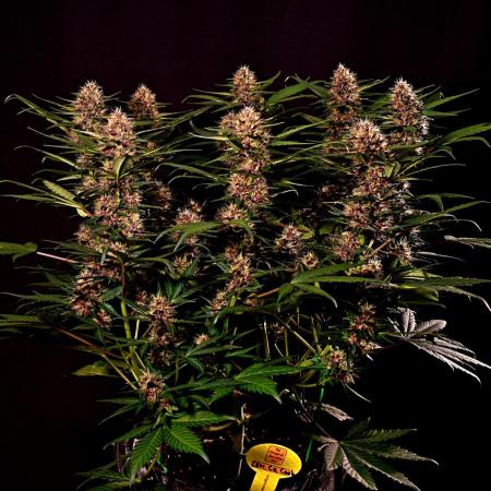 3 Delicious Fast Buds Outdoor Autos