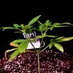 Frostbanger Auto
