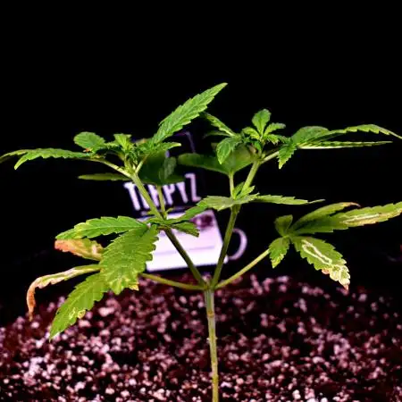 Frostbanger Auto