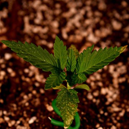 Sour Jealousy Auto