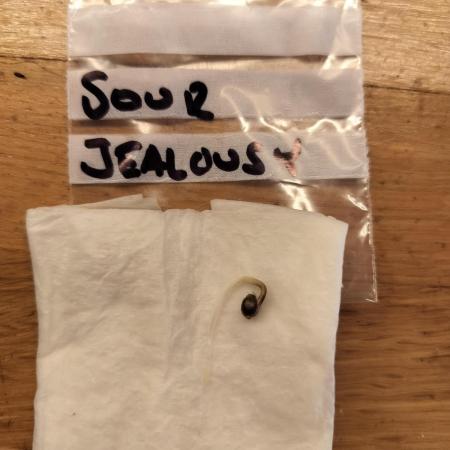Sour Jealousy Auto