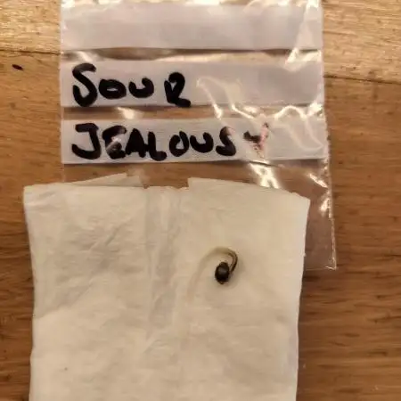 Sour Jealousy Auto