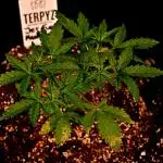 Jet Fuel Mandarine Auto