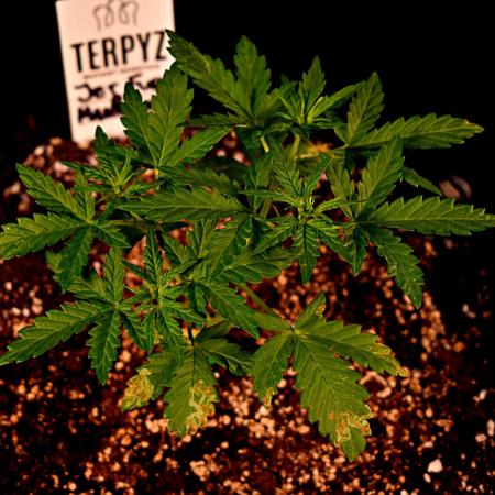 Jet Fuel Mandarine Auto