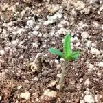 Frostbanger Auto