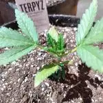 Permanent Jealousy Auto