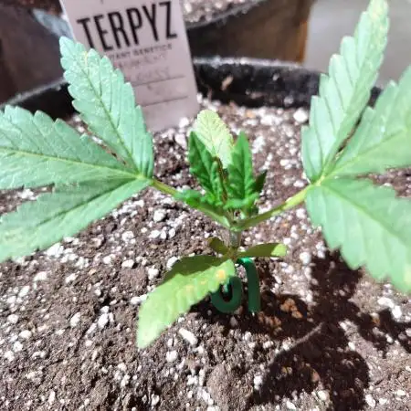 Permanent Jealousy Auto