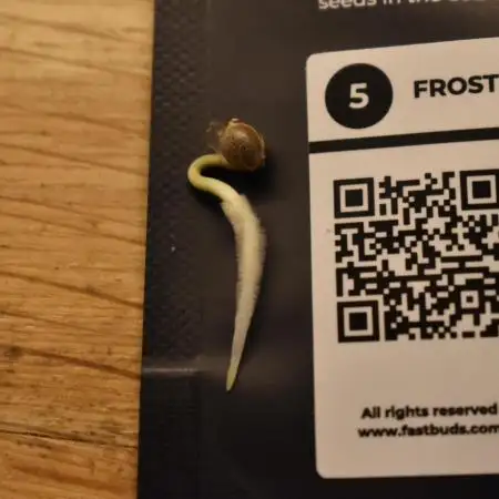 Frostbanger Auto